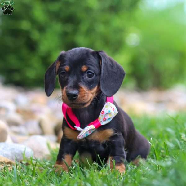 Amelia, Dachshund Puppy